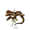 Königspython Schlangen Liebhaber Terrarium Python