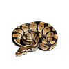 Königspython Schlangen Liebhaber Terrarium Python
