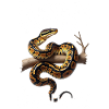 Königspython Schlangen Liebhaber Terrarium Python