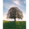 Sun tree on the hill