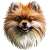 Pomeranian Pomeranian Pom Sweet German Spitz