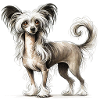 Chinese Crested Illustration
