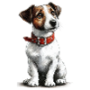 Jack Russel Terrier