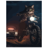 Night cat on motorcycle