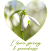 Heart with snowdrops i love spring