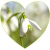Snowdrop Heart Design