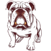 Bouledogue Bouledogue d’Amérique