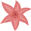 Pink Lily Bloom Illustration