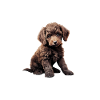Pyjama Chien Caniche Humour