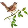 Bunter Vogel