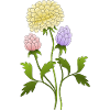 Fleur