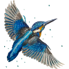 Eisvogel im Flug