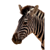 Zebra Head