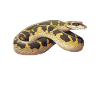 Python-Besitzer Schlangenterrarium, Reptilienhaut Burmesischer
