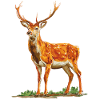 Deer