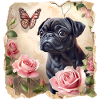 Black Pug with Butterfly