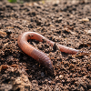 Earthworms in soil