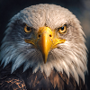 Eagle in close-up: Golden Gaze