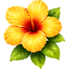 Hibiscus jaune aux feuilles vertes