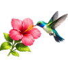 Colibri sur l’hibiscus rouge