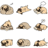 Sleeping Pug Nine Cute Pug Sleeping Poses