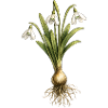 Snowdrops with bulb and roots