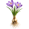 Crocuses with bulbs and roots