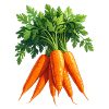 Carrots / Carrots