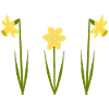 Mars bursdagsblomst påskeliljer i blomst