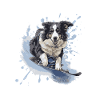 Border Collie Dog Snowboard