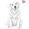 Golden Retriever anglais blanc crème