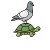 Turtle Dove, Funny Pun, Pigeon, Turtle