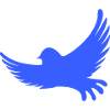 Blue-winged pigeon in flight