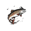 Fishing High Mountain River Trout