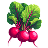 Radieschen