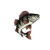 Fishing Perch River Tiger