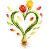 Tulip heart with visible bulb