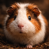 Guinea pig close-up in earthy tones
