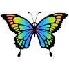 Crâne de papillon