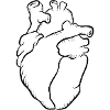 Anatomischer Herzlinien-Print