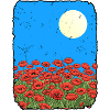 Coquelicots