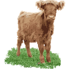 Praline the heifer