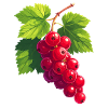 Currants