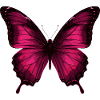 Magenta Butterfly on Black
