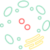 Cell Organelle Biology