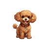 Pyjama Chien Caniche Humour