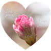 Spring love a pink blossom heart