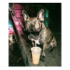 French Bulldog Drinking Iced Coffee