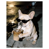 French Bulldog Drinking Iced Coffee