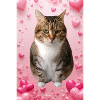 Missty chat avec des coeurs